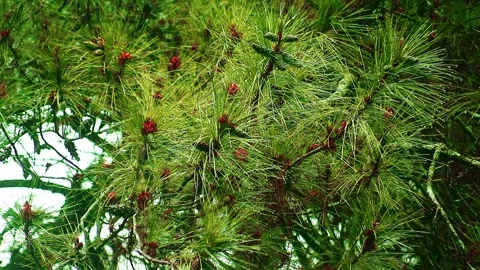 Drizzling Rain on the pine tree Stock Footage 265041005