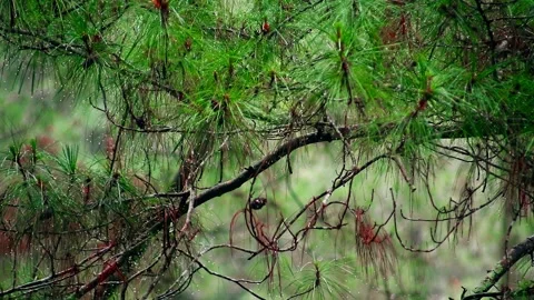 Drizzling Rain on the pine tree Stock Footage 265041375