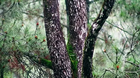 Drizzling Rain on the pine tree Stock Footage 265041505