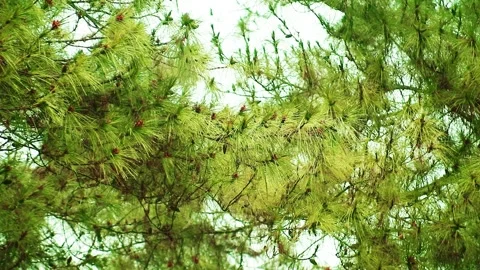 Drizzling Rain on the pine tree Stock Footage 265041705