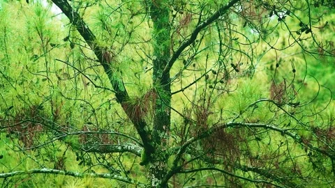 Drizzling Rain on the pine tree Stock Footage 265041711