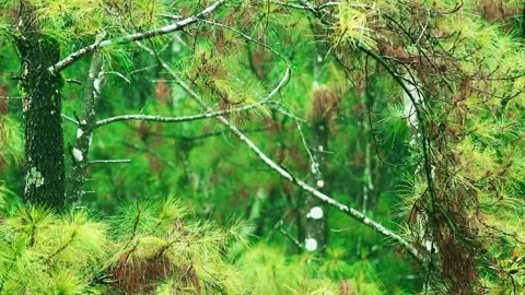 Drizzling Rain on the pine tree Stock Footage 265041794