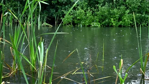 Drizzling raindrops falling on the pond surface 動画素材 135899392