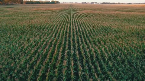 Droen Tilt Up of Corn Field Video stock 284045477