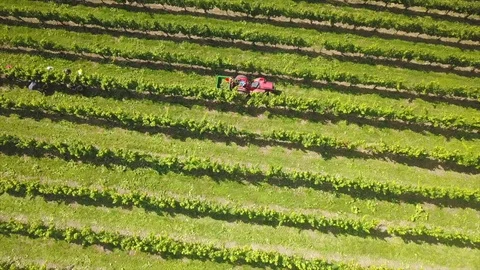 Drohnenflug über einen Weingarten mit Traktor Stock Footage 116432021