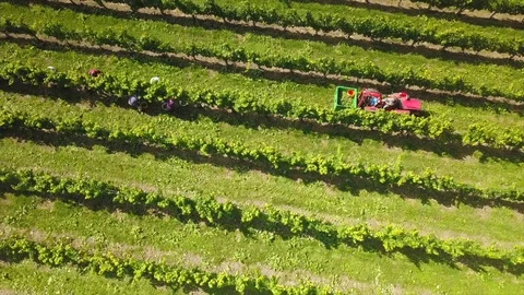 Drohnenflug über Weingarten Stock Footage 116432053