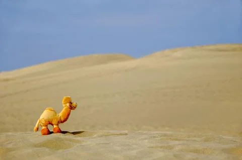 Dromedar in desert Stock Photos