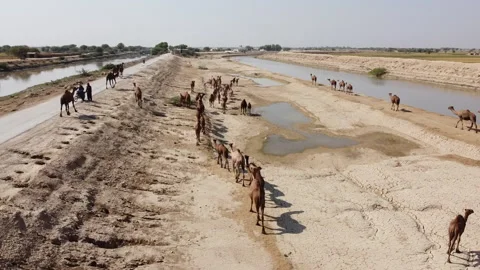 Dromedaries camel Video stock 201910404