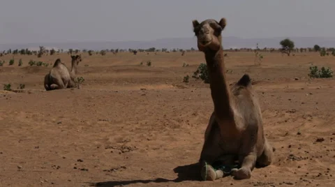 Dromedaries in the desert Stockbeeldmateriaal 68003486