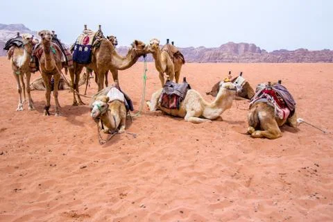 Dromedaries in the desert Stock Photos