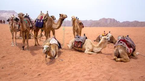 Dromedaries in the desert Stock Photos