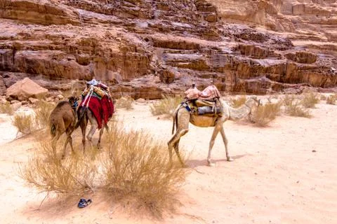 Dromedaries in the desert Stock Photos