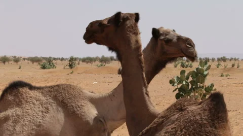 Dromedaries looking around 스톡 동영상 68003121