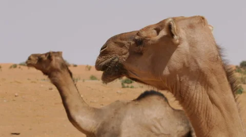 Dromedaries looking around 스톡 동영상 68003473