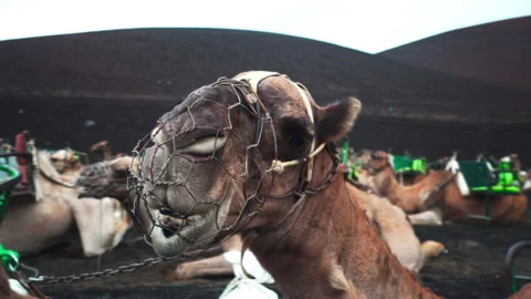 Dromedaries resting on volcanic ground Stock Footage 318796389