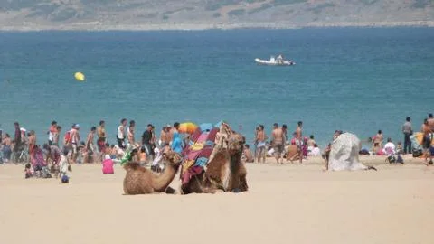 Dromedaries at Tangier beach, Morocco Stock Photos