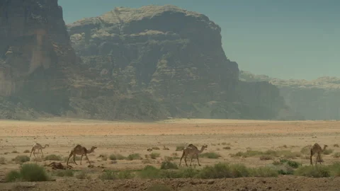 Dromedaries walking on Wadi Rum desert in Jordan Stock Footage 308253218