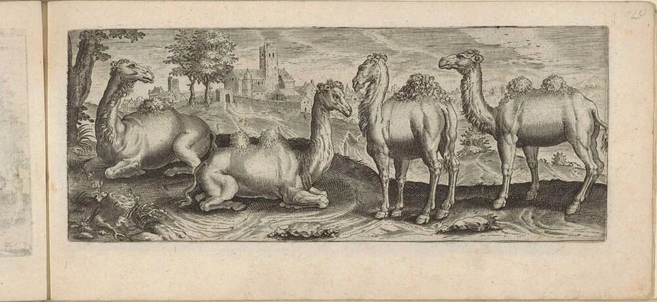Dromedarissen en kamelen in een landschap; Quadrupeds truths of every kind... Stock Photos