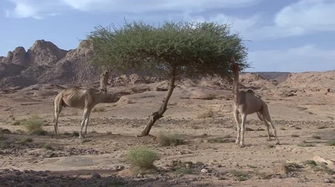 Dromedars eating on dry green tree in Oasis in the afternoon in the desert Stock Footage 68496797