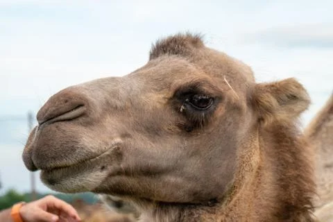 Dromedary with blurred background Stock Photos