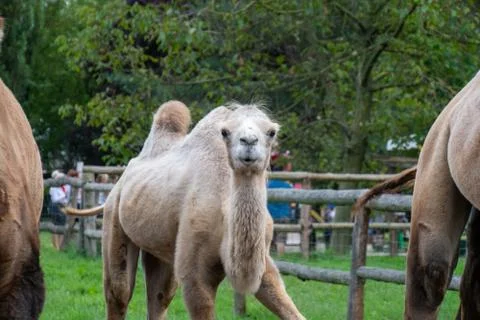 Dromedary with blurred background Stock Photos