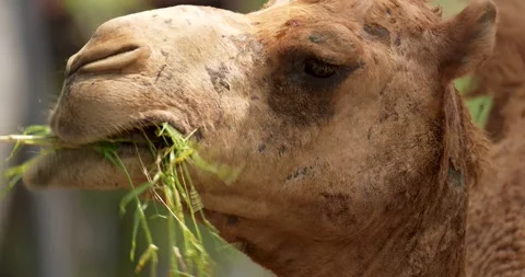 A dromedary camel chewing grass close up. Stock Footage 270368118
