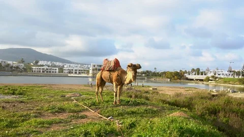 Dromedary camel with city background 動画素材 108150515