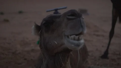 Dromedary camel close up chewing low light sunrise Sahara Desert Morocco Stock Footage 87075195