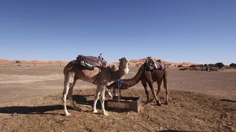 Dromedary camel eating foods in Erg Chebbi, Morocco Stock Footage 95596053