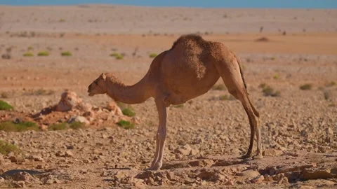 Dromedary Camel Foraging in the Arid Landscape of Wadi Bani Khalid, Oman Stock Footage 324850574
