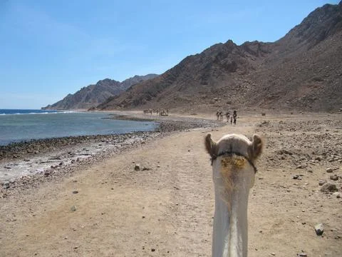 Dromedary camel goes in a caravan along the Red Sea. Along the path between.. Stock Photos