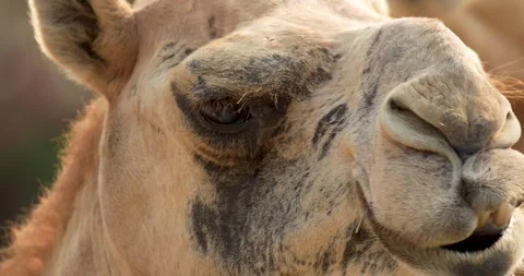 A dromedary camel head close up. Stock Footage 271233281