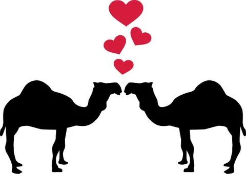 Dromedary Camel love Stock Illustration