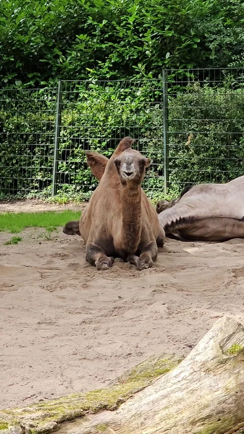 Dromedary camel lying on sand chewing food Stock Footage 338178547