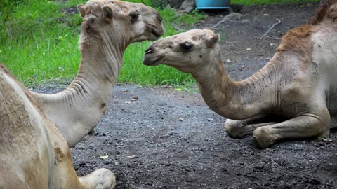Dromedary camel pair play with each other and resting. Camel family in repose Stock Footage 303019923