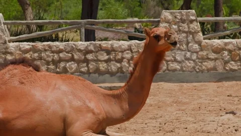 Dromedary camel resting in enclosure with stone wall, zoo habitat Stock Footage 345700833