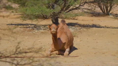 Dromedary Camel Rests Under Tree in Arid Wadi Bani Khalid Landscape, Oman Stock Footage 324850944