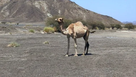 Dromedary camel slowly walking Stock Footage 115736894