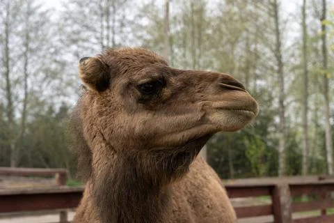 Dromedary (Camelus dromedarius) camel behind fence in zoo Stock Photos