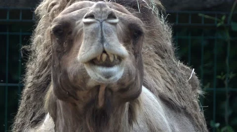 Dromedary Chewing Stock Footage 64889670