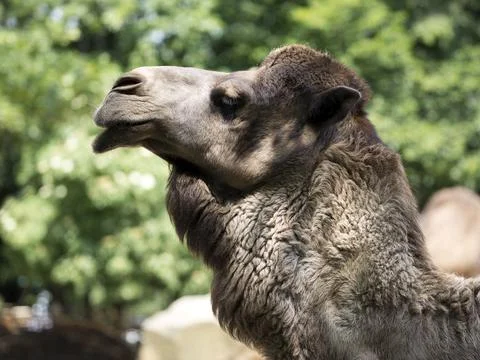 Dromedary in a clearing Stock Photos