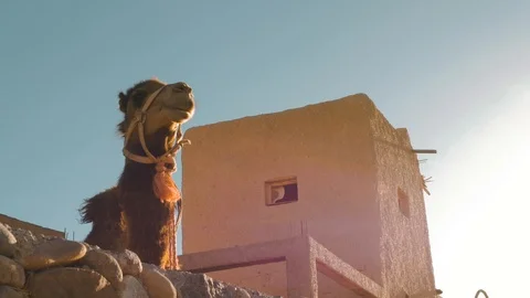 Dromedary in the desert of Agafay Video stock 108617358