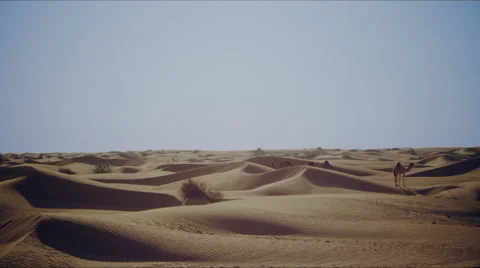 Dromedary on desert dunes Stock Footage 63968760