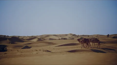 Dromedary in the desert Stock Footage 63970704