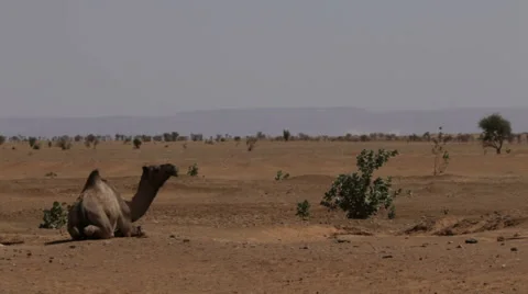 Dromedary in the desert 스톡 동영상 68002682