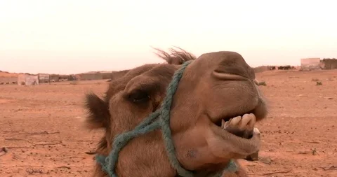 Dromedary In The Desert Stock Footage 108927990