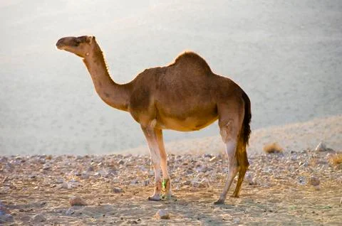 Dromedary in the desert Stock Photos