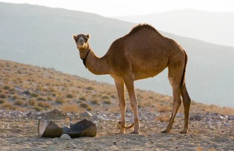 Dromedary in the desert Stock Photos