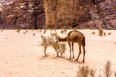 Dromedary in the desert Stock Photos