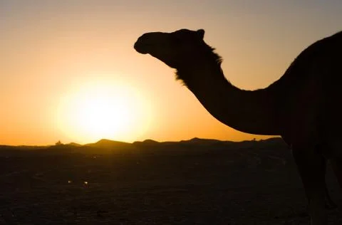 Dromedary in desert Stock Photos